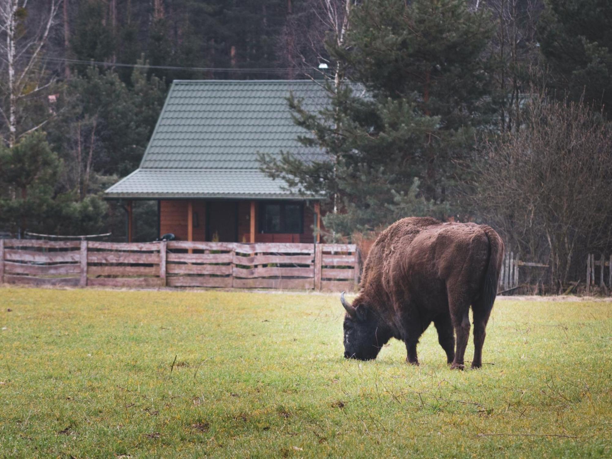 Villa Leśna 21 Dom Północ przy ZALEW SIEMIANÓWKA Luka Exterior foto